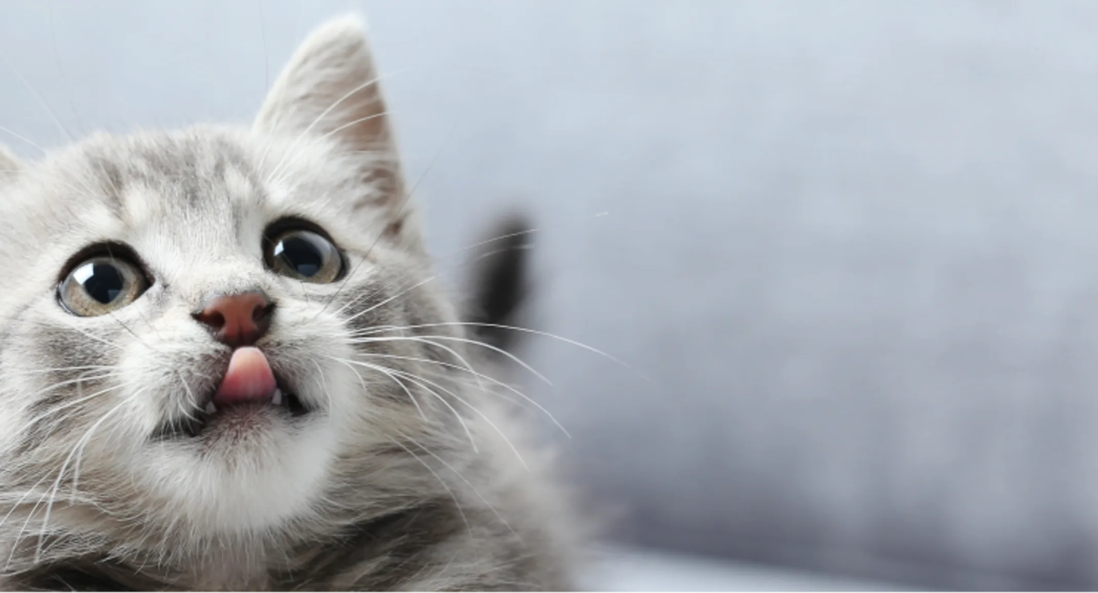 Cat sitting on the couch sticking its tongue out